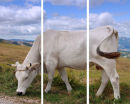 Cow Triptich 1